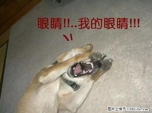 笑癫了!一女的怀孕三年未生,他终于忍不住了... - 娱乐八卦 - 巴彦淖尔盟生活社区 - 巴彦淖尔盟28生活网 bycem.28life.com