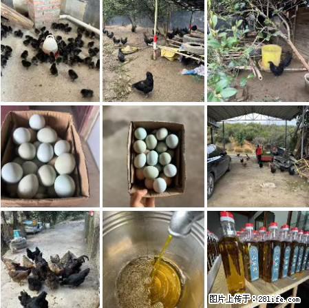 油茶园从小鸡仔开始养起的纯土鸡、土鸡蛋可以预定啦！还有前几天刚榨的纯山茶油哦 - 美食天地 - 巴彦淖尔盟生活社区 - 巴彦淖尔盟28生活网 bycem.28life.com