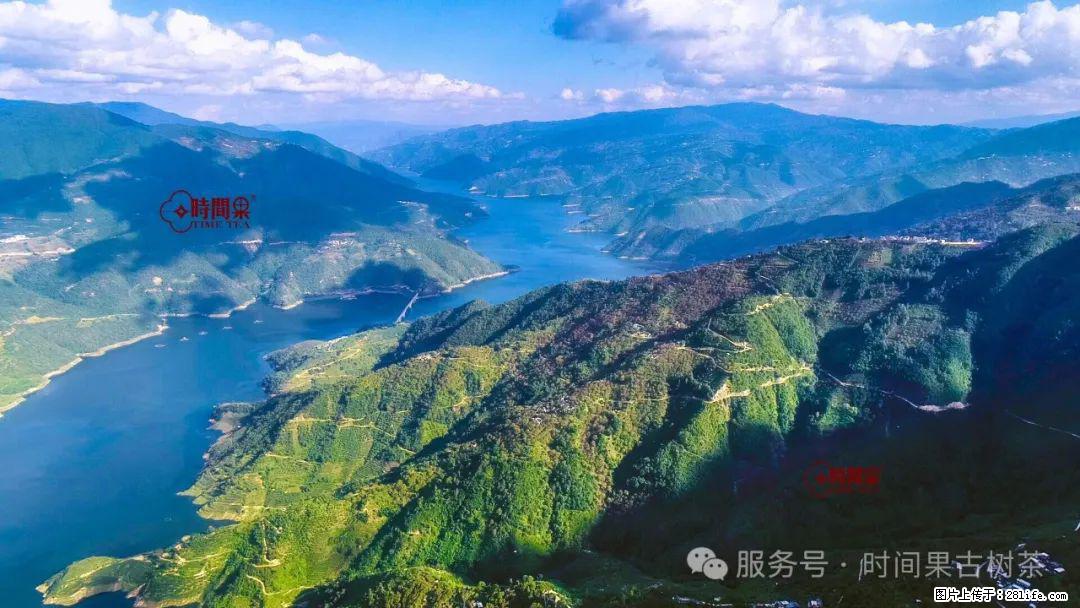 时间果百年古树龙珠普洱生茶 - 购物交流 - 巴彦淖尔盟生活社区 - 巴彦淖尔盟28生活网 bycem.28life.com