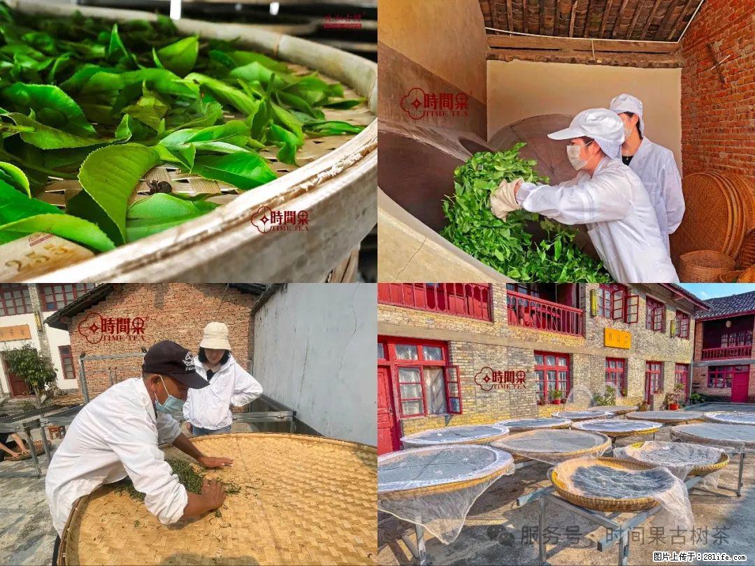 时间果百年古树龙珠普洱生茶 - 购物交流 - 巴彦淖尔盟生活社区 - 巴彦淖尔盟28生活网 bycem.28life.com