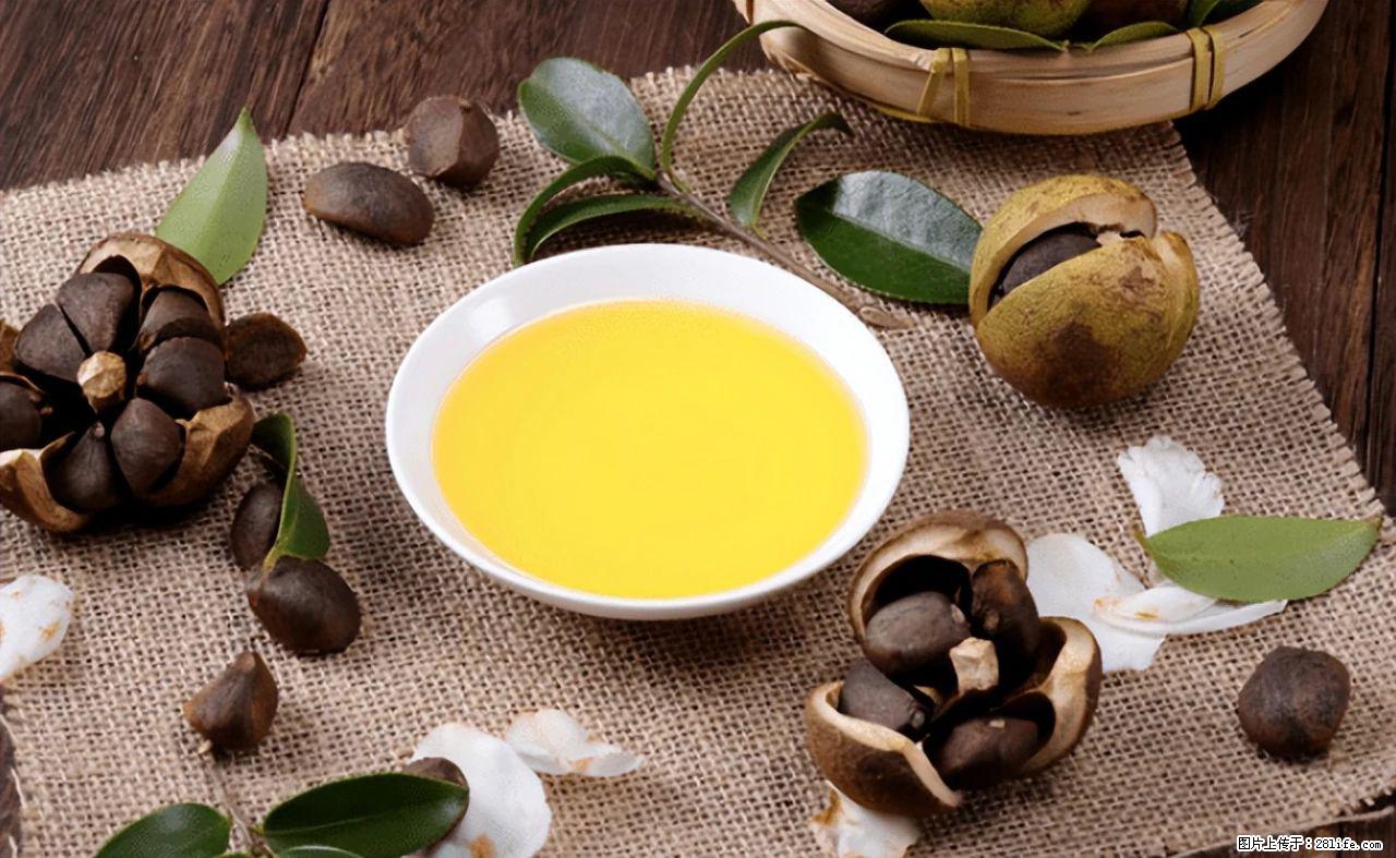 揭秘茶油的5大核心营养成分！被称为人体健康的“守护盾”！ - 巴彦淖尔盟生活资讯 - 巴彦淖尔盟28生活网 bycem.28life.com