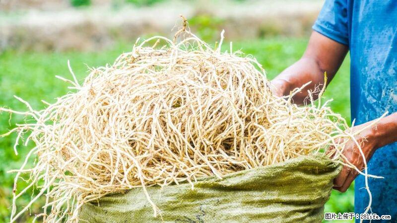 堪称“最难吃”的蔬菜，却是 “抗辐射神器”，还能护肺、清热、止咳化痰！ - 巴彦淖尔盟生活资讯 - 巴彦淖尔盟28生活网 bycem.28life.com