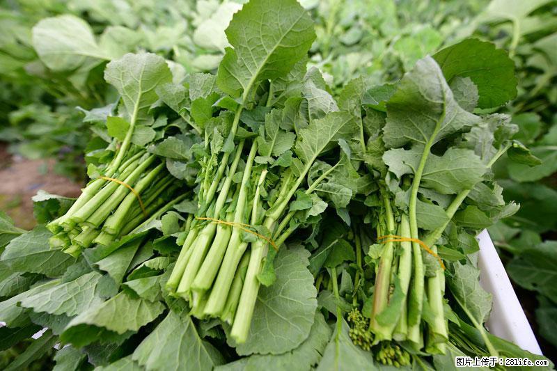 这些蔬菜是“天然钙片”，这6种被医生重点推荐 - 巴彦淖尔盟生活资讯 - 巴彦淖尔盟28生活网 bycem.28life.com